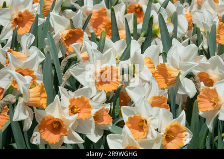 Jonquilles Narcissus 'accent', Grande coupe, fleurs, printemps, jonquilles Narcissus 'accent' Banque D'Images