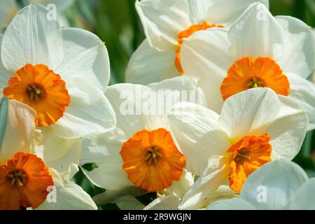 Blanc, Orange, fleurs, Grande-cuvette, Narcissus 'Kissproof', Jonquilles, printemps, Narcissus, floraison Banque D'Images