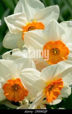 Blanc, Orange, fleurs, Grande-cuvette, Narcissus 'Kissproof', Jonquilles, printemps, Narcissus, floraison Banque D'Images