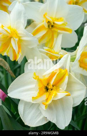 Papillon à coupe fendue, jonquille, Narcissus 'Broadway Star' Banque D'Images