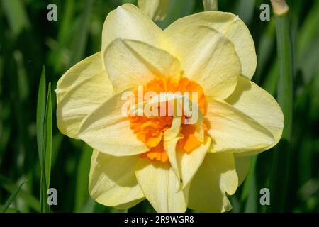 Jonquille, Narcissus, fleur, fleur de jonquille, jaune, Orange, Narcissus « Double Fashion » Banque D'Images