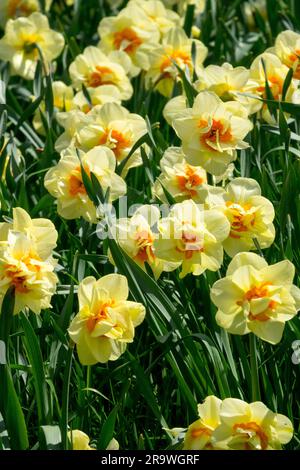 Amaryllidaceae, fleurs, jardin, plantes, Printemps, Narcisse 'Double Fashion', saison Banque D'Images