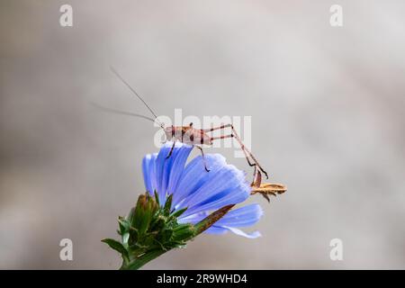 Insecte de cricket sur fleur, Pholidoptera griseoaptera Banque D'Images