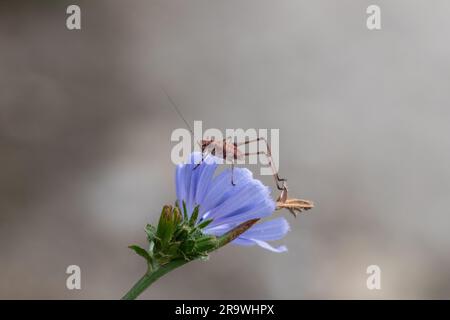 Insecte de cricket sur fleur, Pholidoptera griseoaptera Banque D'Images
