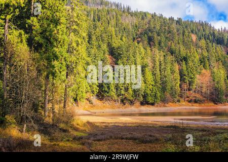 forêt de conifères au bord du lac. magnifique paysage d'automne par temps ensoleillé Banque D'Images