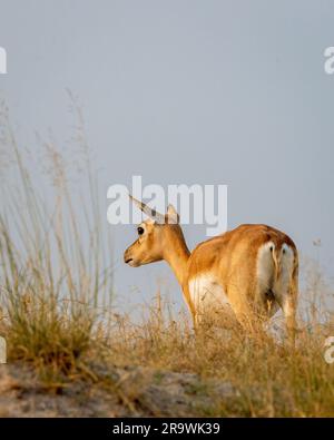 Le dos de la femelle sauvage de blackbuck ou de l'antilope cervicra ou de l'antilope indienne profil marchant sur fond de ciel bleu dans les prairies de Blackbuck inde Banque D'Images