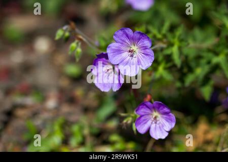 Le géranium magnifium, cannebill pourpre, est une espèce de plantes du genre Geranium de la famille des Geraniaceae. Banque D'Images