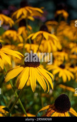 Classé de floraison de l'œil noir de Susan dans le soleil Banque D'Images