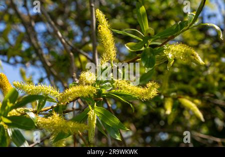 Saule blanc Salix alba chat mâle poussant sur arbre, Suffolk, Angleterre, Royaume-Uni Banque D'Images