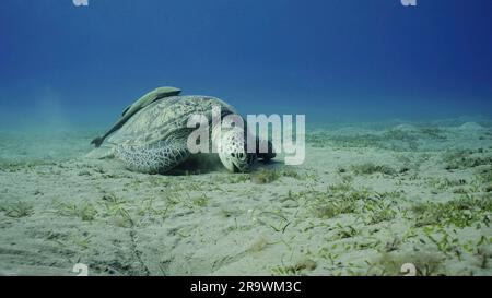 Tortue de mer paître sur les fonds marins, ralenti. Grande tortue de mer verte (Chelonia mydas) à bouche ouverte mangeant des algues vertes sur la prairie d'herbes marines Banque D'Images