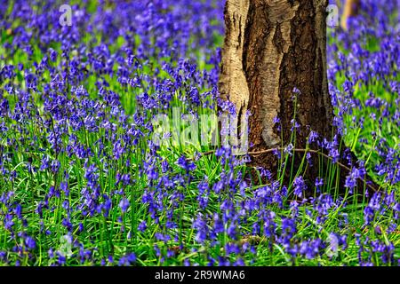 bluebell commun (jacinthoides non-scripta), fleurs bleues sur le fond de la forêt, détail, Hallerbos, province du Brabant flamand, Belgique Banque D'Images