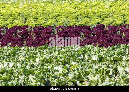 La sécheresse dans les champs pose des problèmes aux agriculteurs et aux producteurs de légumes. Culture de légumes sur le Filder près de Filderstadt. Laitue plantes de Banque D'Images