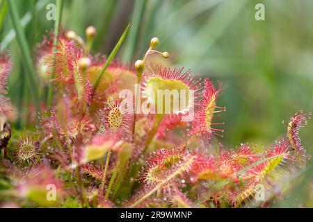 Sundew moyen (Drosera intermedia), plusieurs plantes avec bourgeons et sundew à feuilles rondes (Drosera rotundifolia), Emsland, Basse-Saxe, Allemagne Banque D'Images