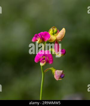 Pois plats (Lathyrus sylvestris) dans Macro Banque D'Images