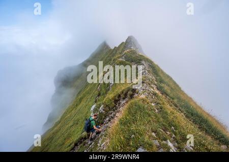 Grimpeurs sur une crête étroite, escarpées montagnes herbeuses dans le brouillard, montée à Marwes, Saentis, Appenzell Ausserrhoden, Alpes Appenzell, Suisse Banque D'Images