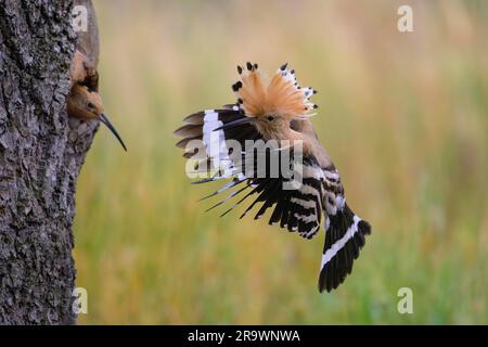 Hoopoe (Upupa epops) avec capot surélevé approchant de la cavité de reproduction, oiseau de l'année 2022, capot surélevé, Réserve de biosphère de l'Elbe moyen Banque D'Images