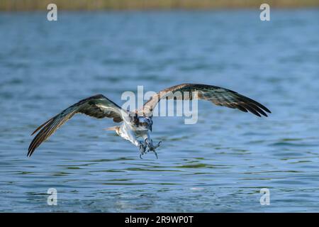 La proie occidentale (Pandion haliatus) approche, Feldberger Seenlandschaft, Mecklenburg-Poméranie occidentale, Allemagne Banque D'Images