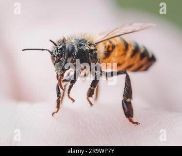 Vue rapprochée d'une abeille humide sur une surface légère Banque D'Images
