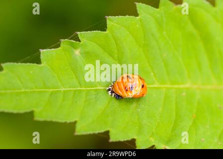 Macro d'une nymphe orange (Harmonia axyridis) sur une feuille verte Banque D'Images