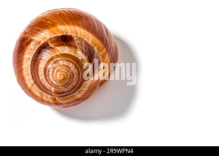 Seule coquille d'escargot, escargot de Bourgogne, avec l'ombre, isolé sur fond blanc Banque D'Images