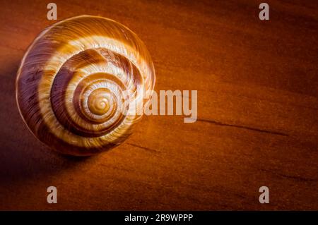 Coquille d'escargot unique, escargot de Bourgogne, sur une table en bois Banque D'Images