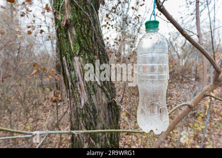 Bouteille en plastique, de l'arborescence, utilisé comme chargeur pour les oiseaux en hiver Banque D'Images