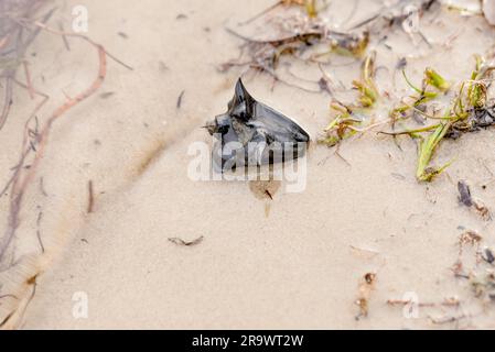 (Trapa natans) également appelé châtaignes d'eau sur le sable de la rivière, dans l'eau Banque D'Images