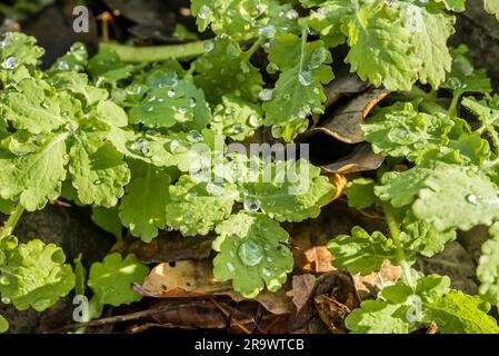 Aussi appelé celandine plus grande (Chelidonium majus) ou tétermoort avec des gouttes de pluie dans la forêt Banque D'Images