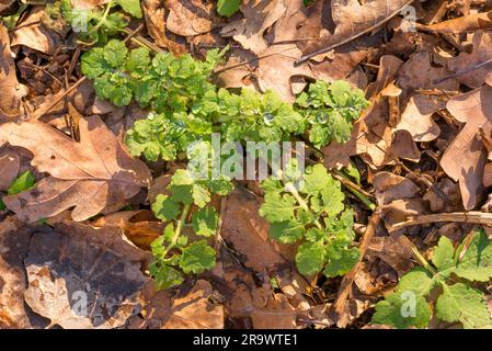 Aussi appelé celandine plus grande (Chelidonium majus) ou tétermoort avec des gouttes de pluie dans la forêt Banque D'Images