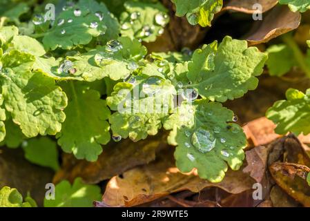 Aussi appelé celandine plus grande (Chelidonium majus) ou tétermoort avec des gouttes de pluie dans la forêt Banque D'Images