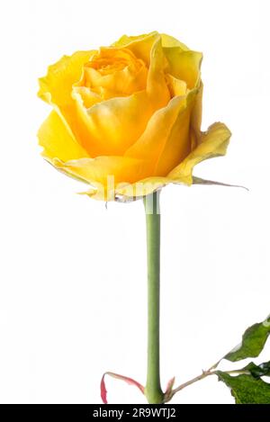 Libre d'une rose jaune sur fond blanc Banque D'Images