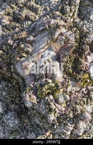 Résumé de gros plan sur un peuplier Ronce de l'écorce des arbres Banque D'Images