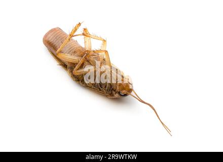 Macro d'une blatte femelle morte avec oothecae sur fond blanc Banque D'Images