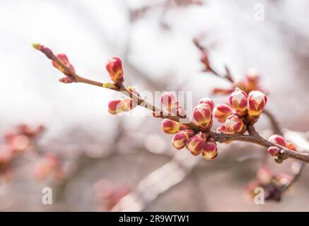 Macro de rouge et blanc de apple tree, bourgeons sur une branche, au printemps sous le soleil Banque D'Images