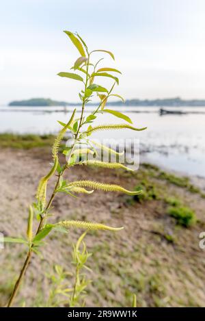 Un rétroéclairage puissant montre la transparence des feuilles de saule pleureur près du lac au printemps Banque D'Images