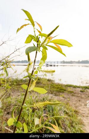 Un rétroéclairage puissant montre la transparence des feuilles de saule pleureur près du lac au printemps Banque D'Images