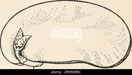 'Einführung in die Biologie' (1912) Banque D'Images
