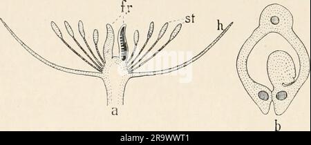 'Einführung in die Biologie' (1912) Banque D'Images