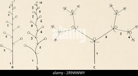 'Einführung in die Biologie' (1912) Banque D'Images