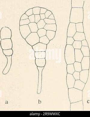 'Einführung in die Biologie' (1912) Banque D'Images