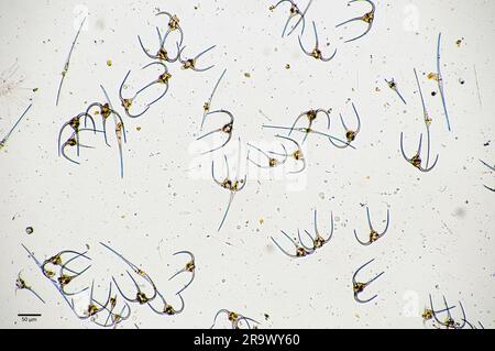 Dinoflagellés planctoniques du genre Ceratium recueillis dans les eaux côtières de surface du sud-ouest de la Norvège. Banque D'Images