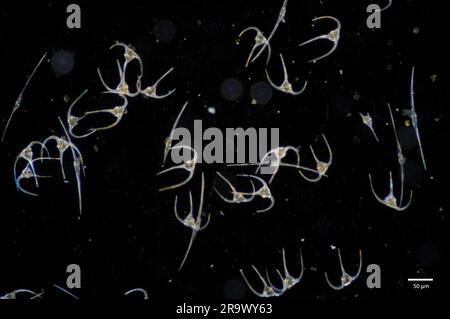 Dinoflagellés planctoniques du genre Ceratium recueillis dans les eaux côtières de surface du sud-ouest de la Norvège. Banque D'Images