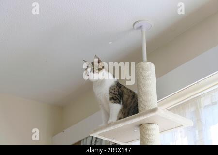 Chat Tabby femelle adulte assis juste en haut d'un arbre à chat du sol au plafond Banque D'Images