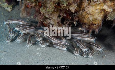 École, Groupe de poissons-chats à anguilles rayées (Plotosus lineatus), juvénile, Centre de plongée, récif, mangrove Bay, El Quesir, Mer Rouge, Égypte Banque D'Images