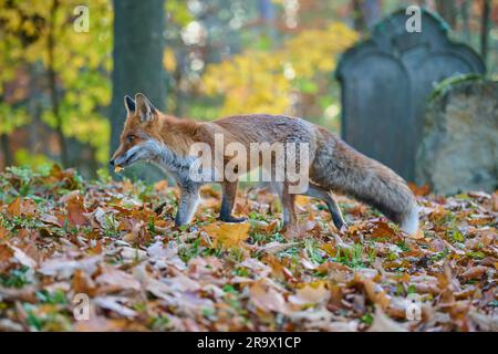 Renard roux (Vulpes vulpes), qui se promèdera dans le vieux cimetière juif en automne, République tchèque Banque D'Images