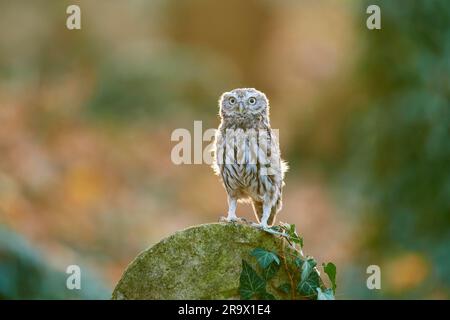 Little Owl (Athene noctua), alerte sur la pierre tombale recouverte de lierre dans un ancien cimetière juif, République tchèque Banque D'Images