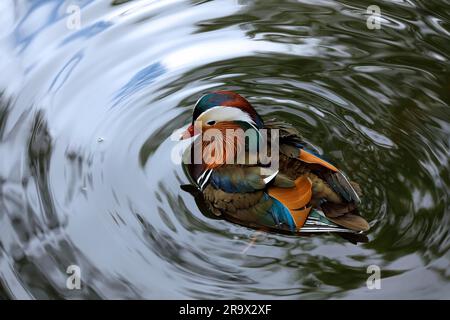 Canards mandarin (Aix galericulata) mâle dans étang, Tiergarten, Berlin, Allemagne Banque D'Images