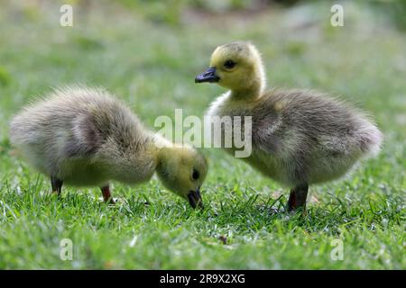 Poussins d'oie sauvage du Canada (Branta canadensis) dans le Tiergarten Berlin, Allemagne Banque D'Images