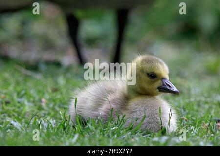 Poussins d'oie sauvage du Canada (Branta canadensis) dans le Tiergarten de Berlin Banque D'Images