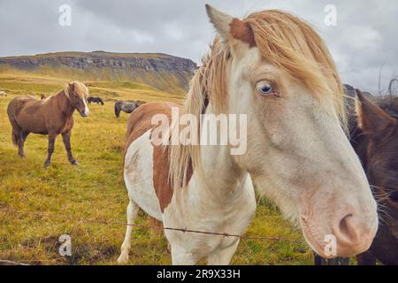 Poneys islandais dans la campagne près de Stykkisholmur, péninsule de Snaefellsnes, sur la côte ouest de l'Islande. Banque D'Images